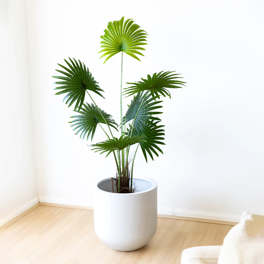 Transform Your Home with Stylish Artificial Palm Trees from The Plant Factory