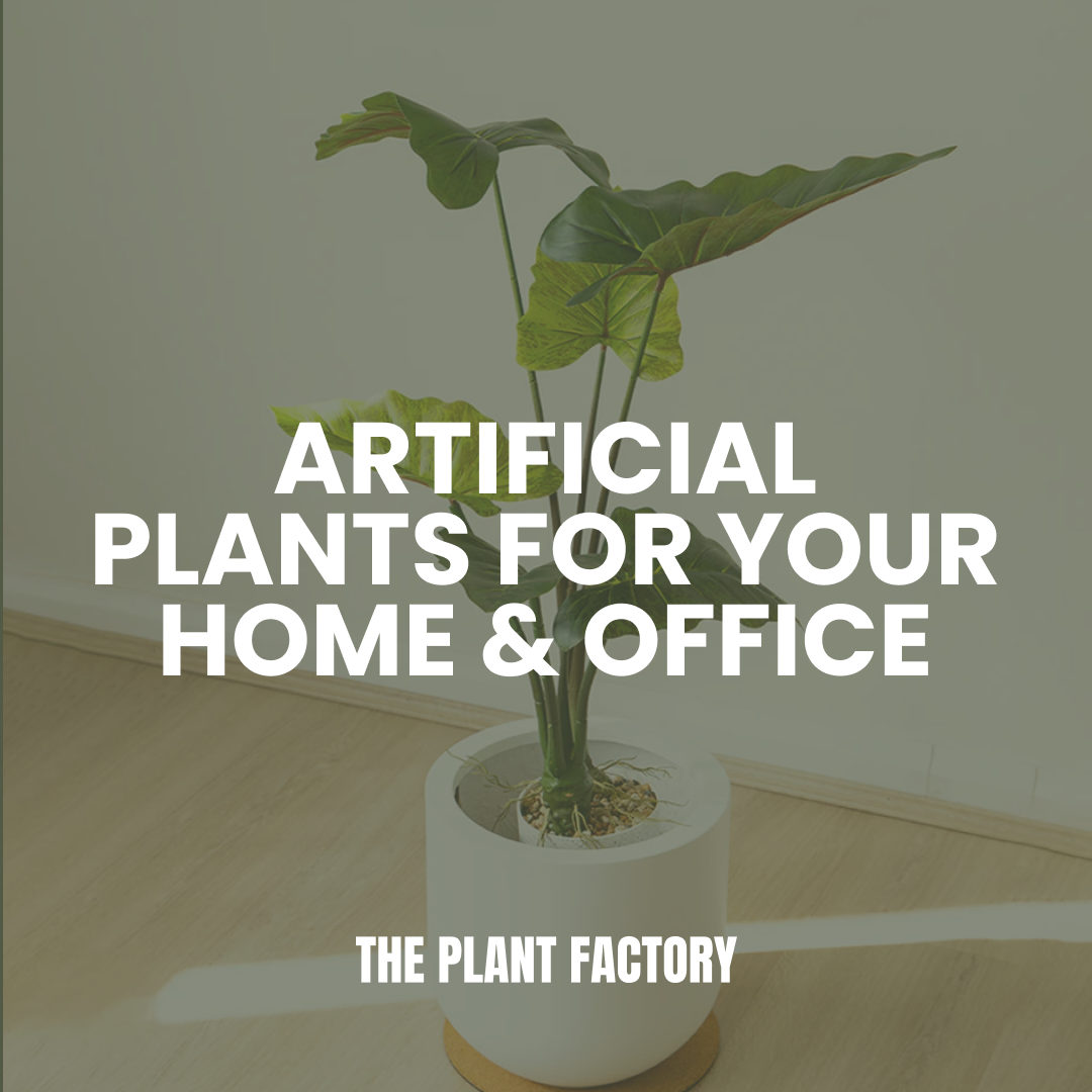 Transforming Spaces with Artificial Plants: A Guide from The Plant Factory