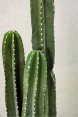 109cm Artificial Cactus