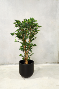 150cm Potted Artificial Ficus Tree