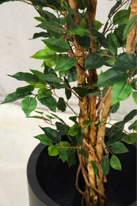 150cm Potted Artificial Ficus Tree