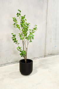 150cm Artificial Banyan Tree