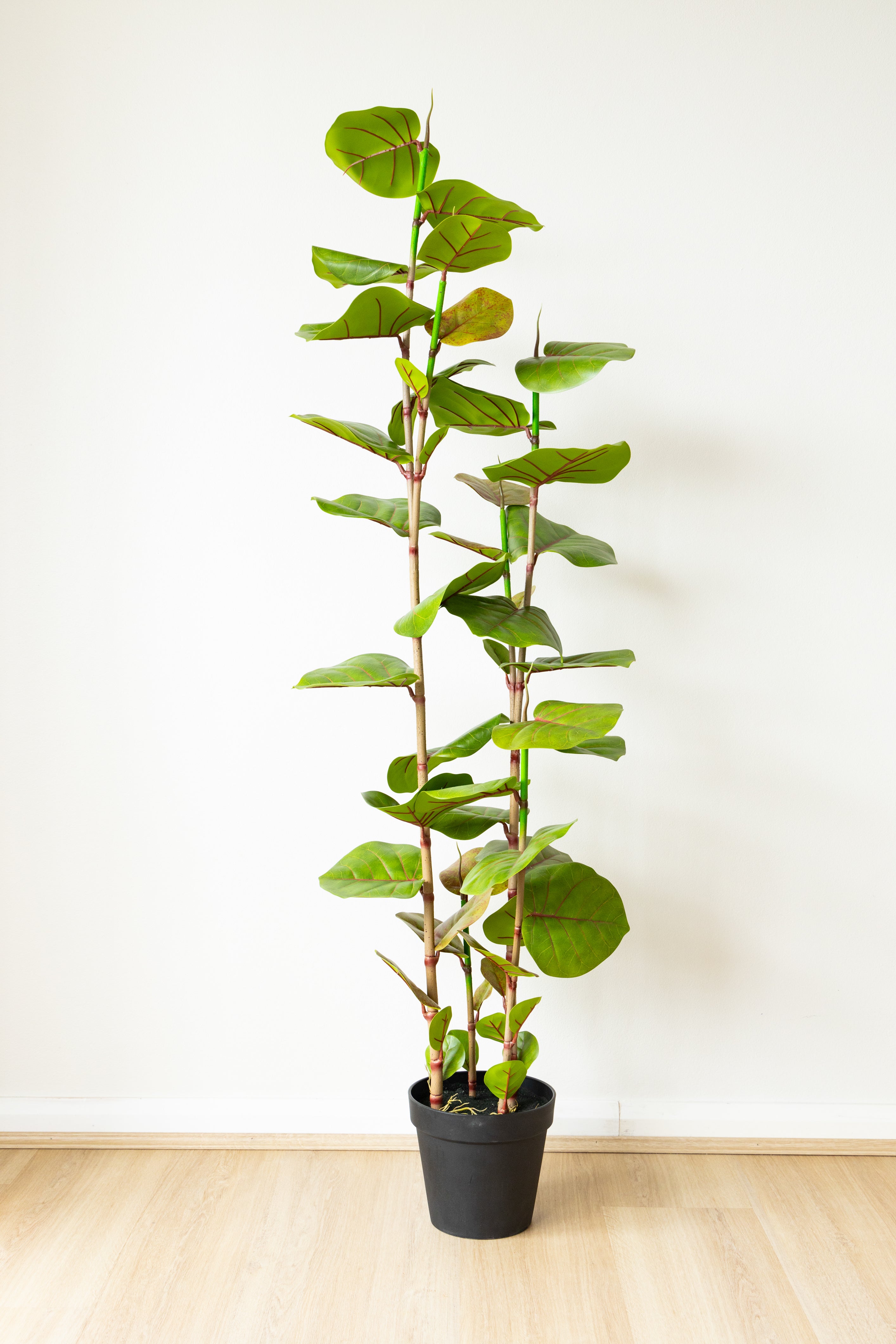 170cm Artificial Fig Tree