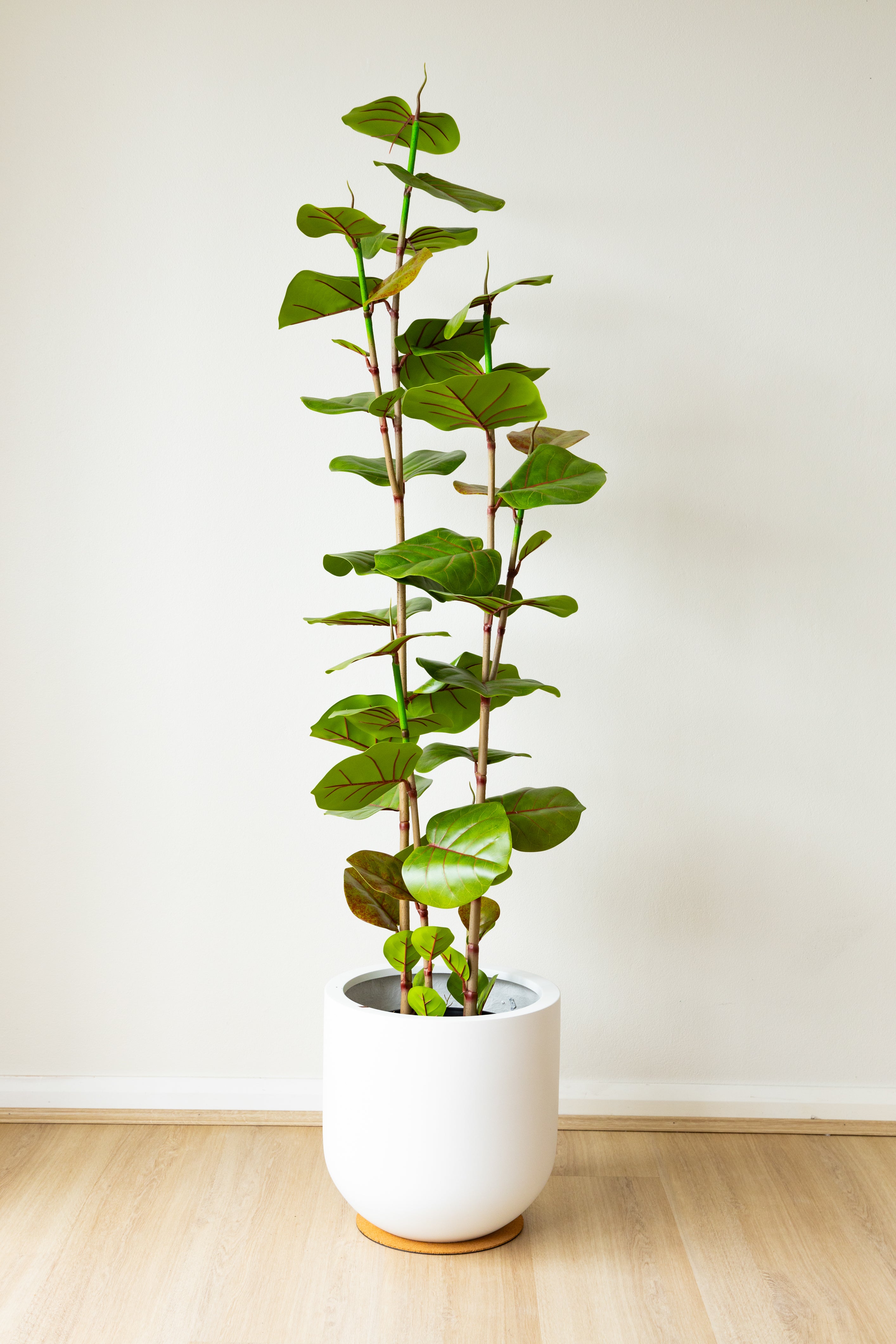 170cm Artificial Fig Tree