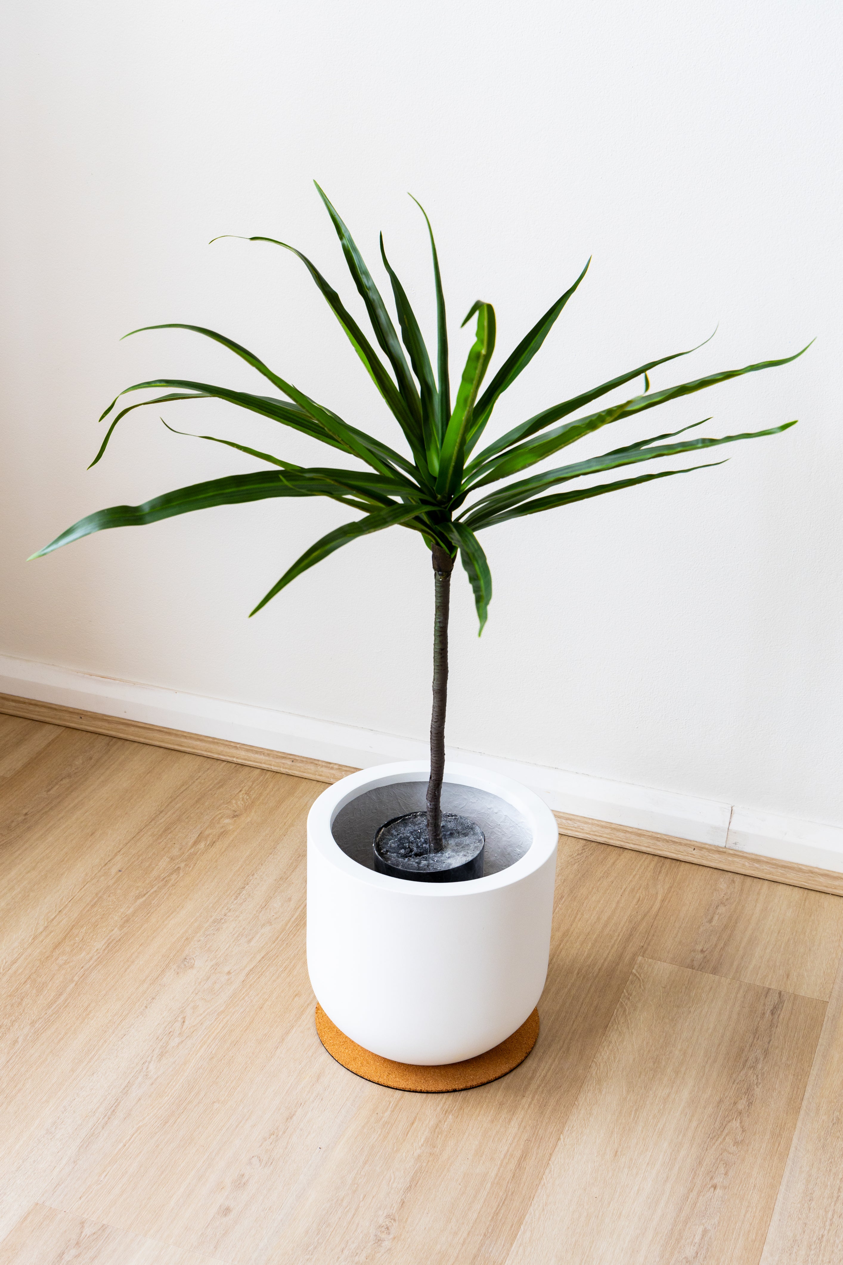 80cm Artificial Dracaena