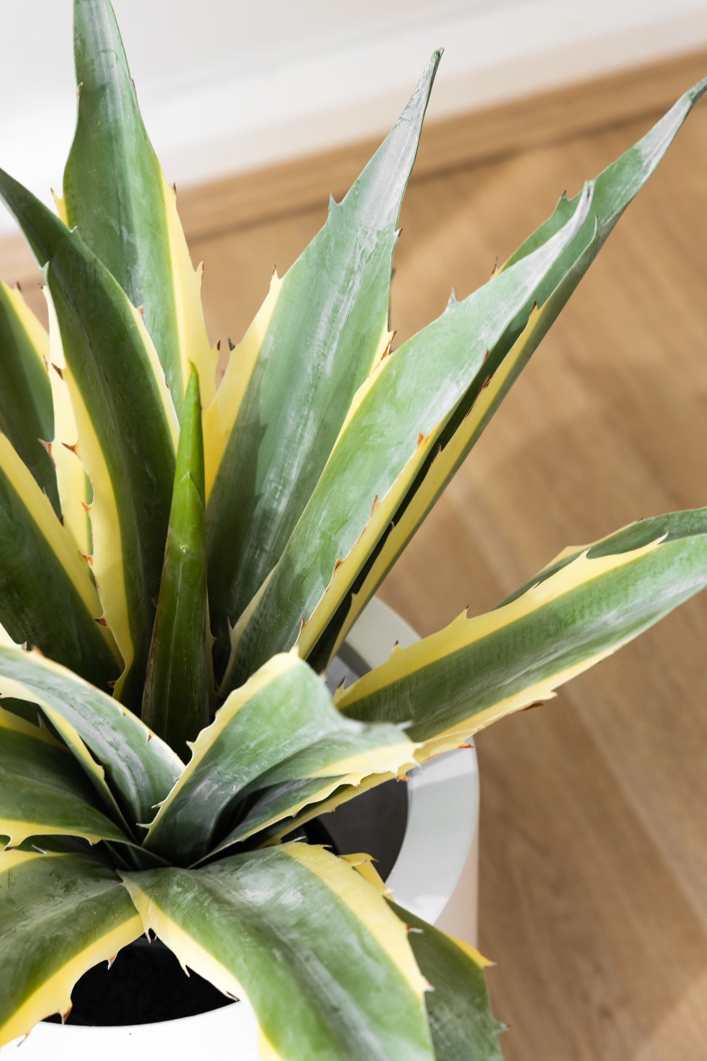 45cm Artificial Agave