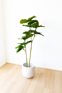 158cm Artificial Ficus