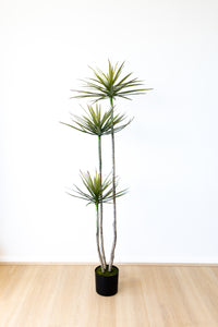 180cm Artificial Dracaena