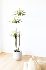 180cm Artificial Dracaena