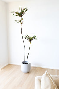 205cm Artificial Dracaena