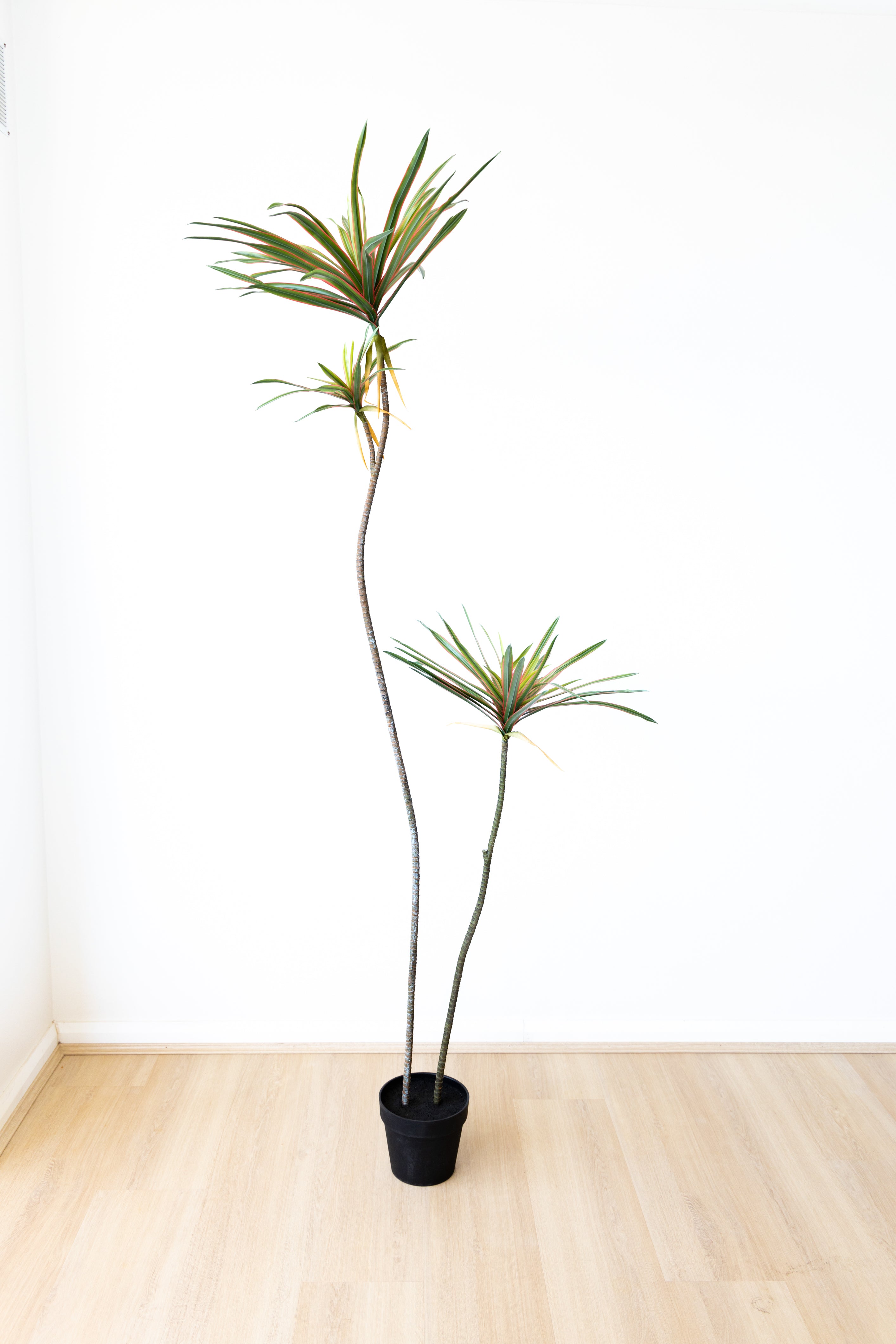 205cm Artificial Dracaena