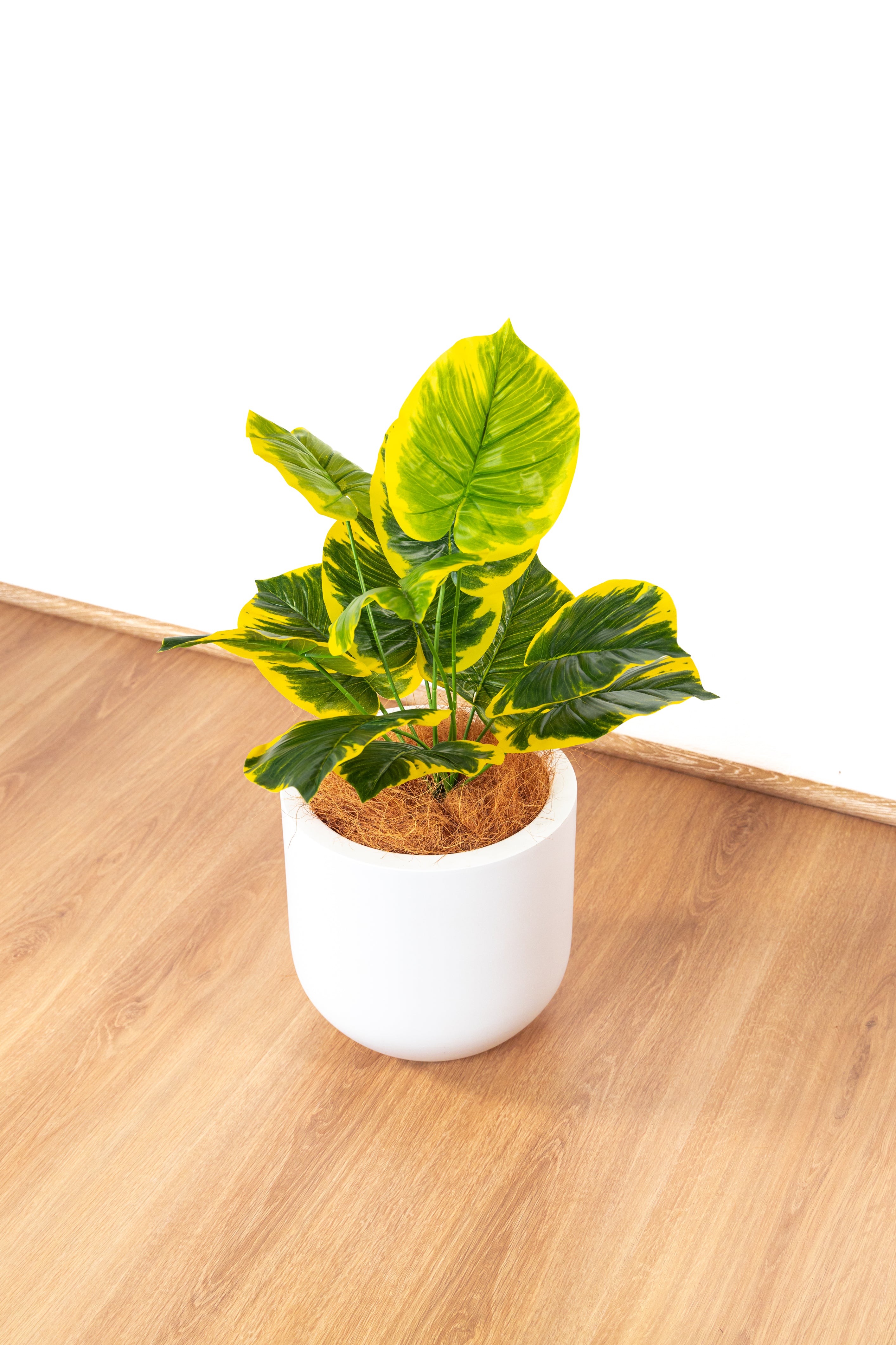 Golden Pothos