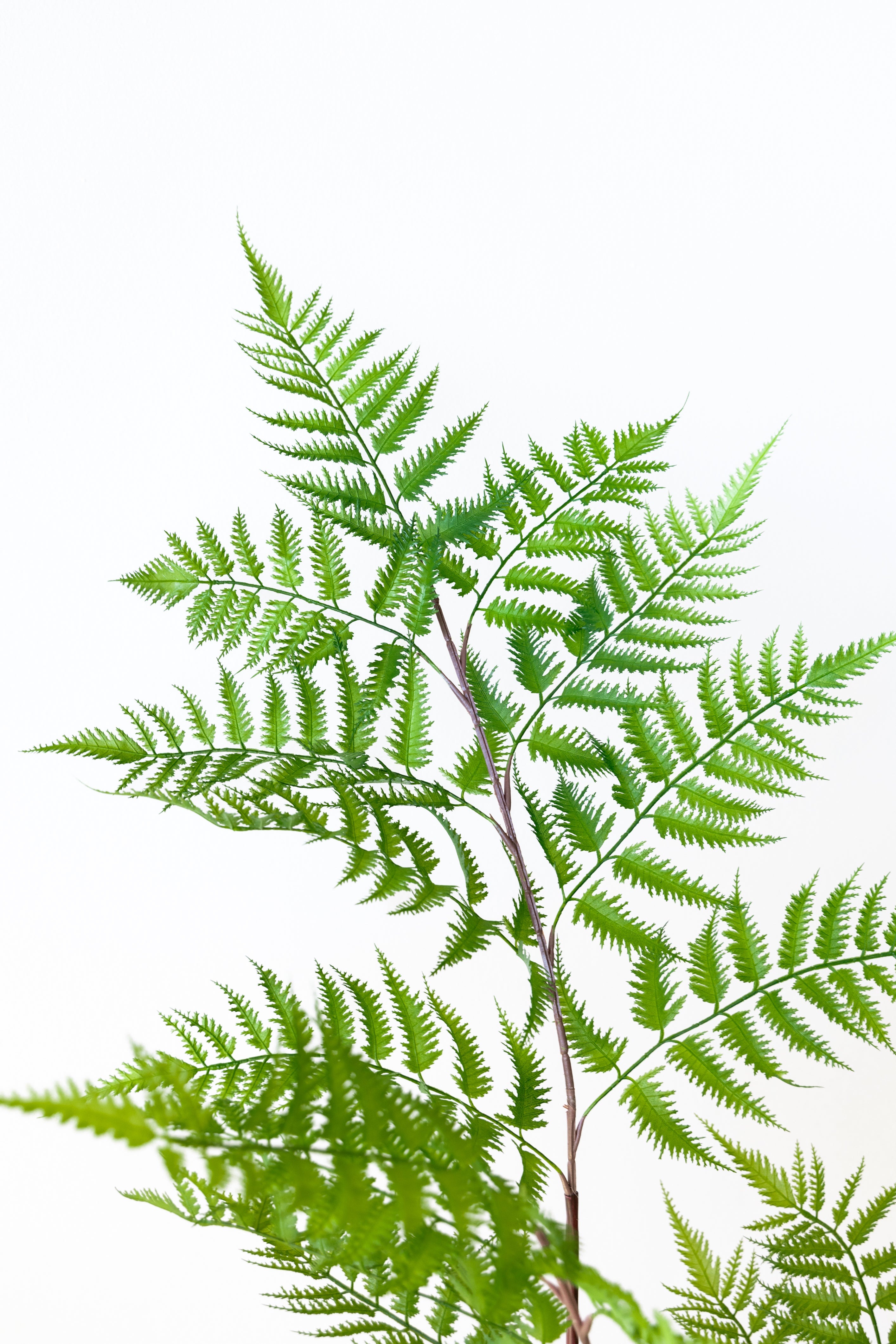 138cm Artificial Fern