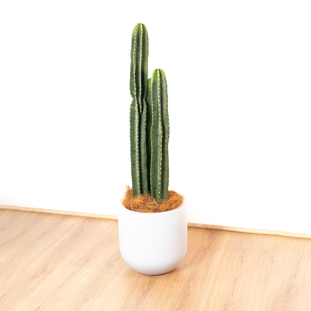 109cm Artificial Cactus