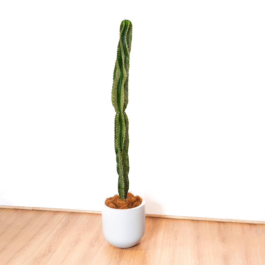 168cm Artificial Cactus