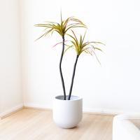 140cm Artificial Dracaena