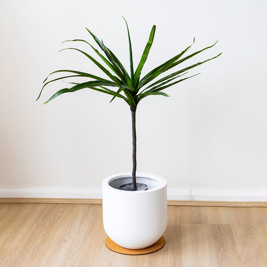 80cm Artificial Dracaena