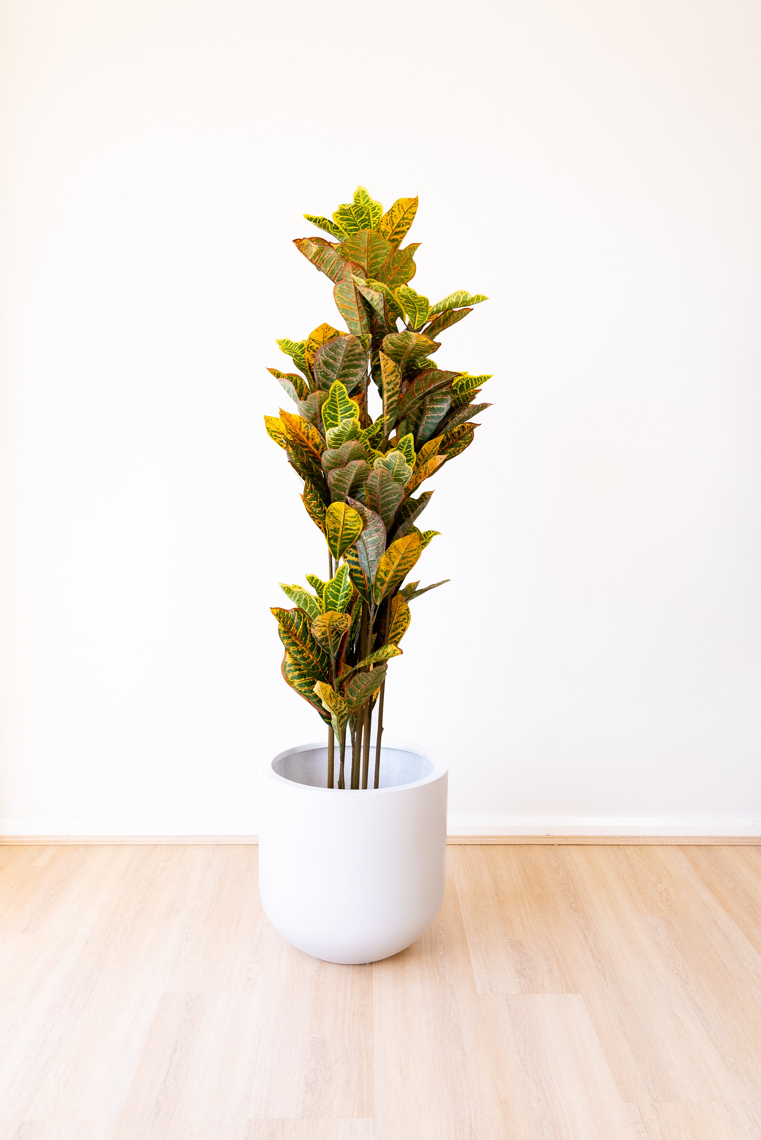 165cm Artificial Fiddle Leaf