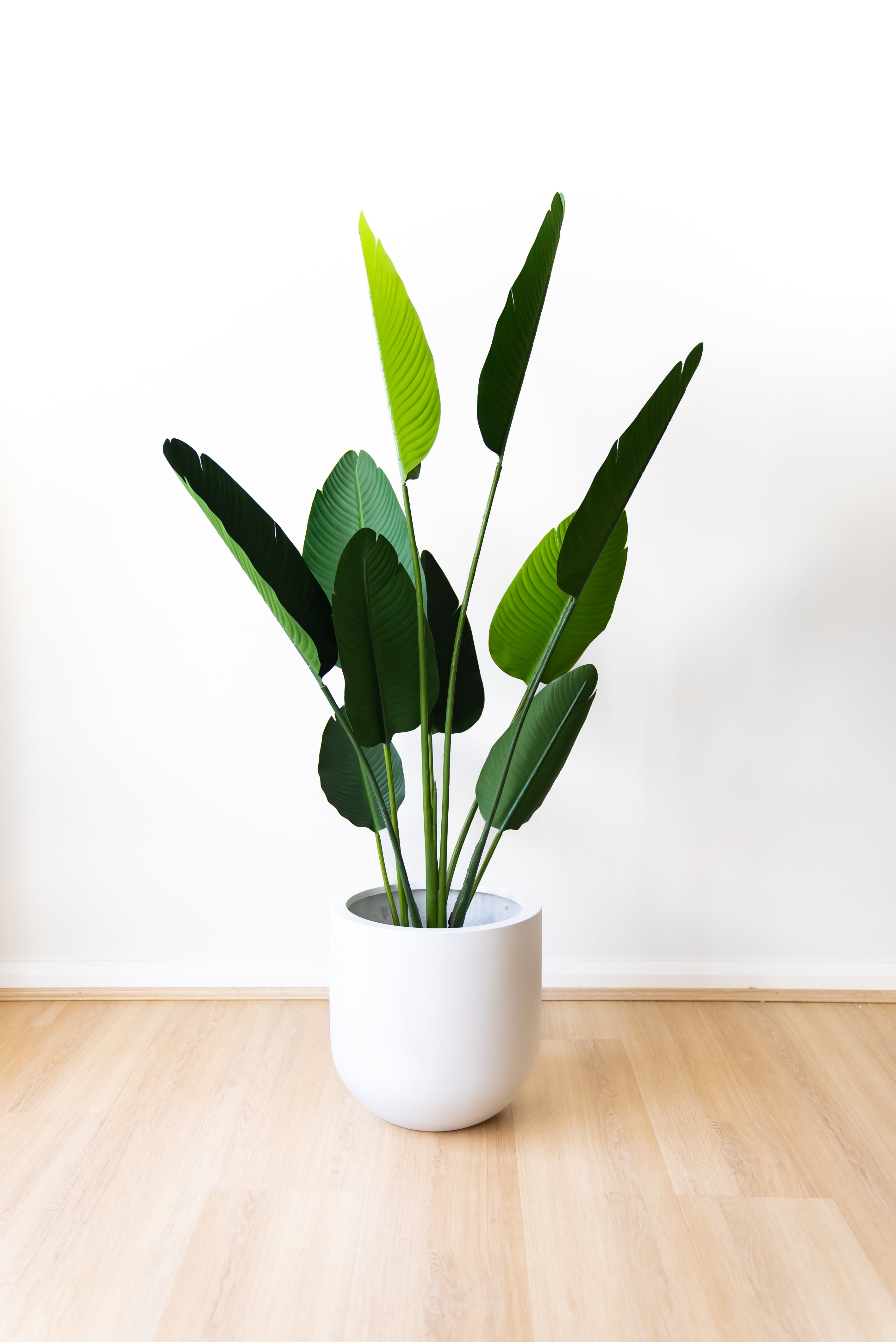 150cm Artificial Strelitzia Nicolai