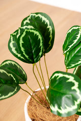 28cm Artificial Calathea