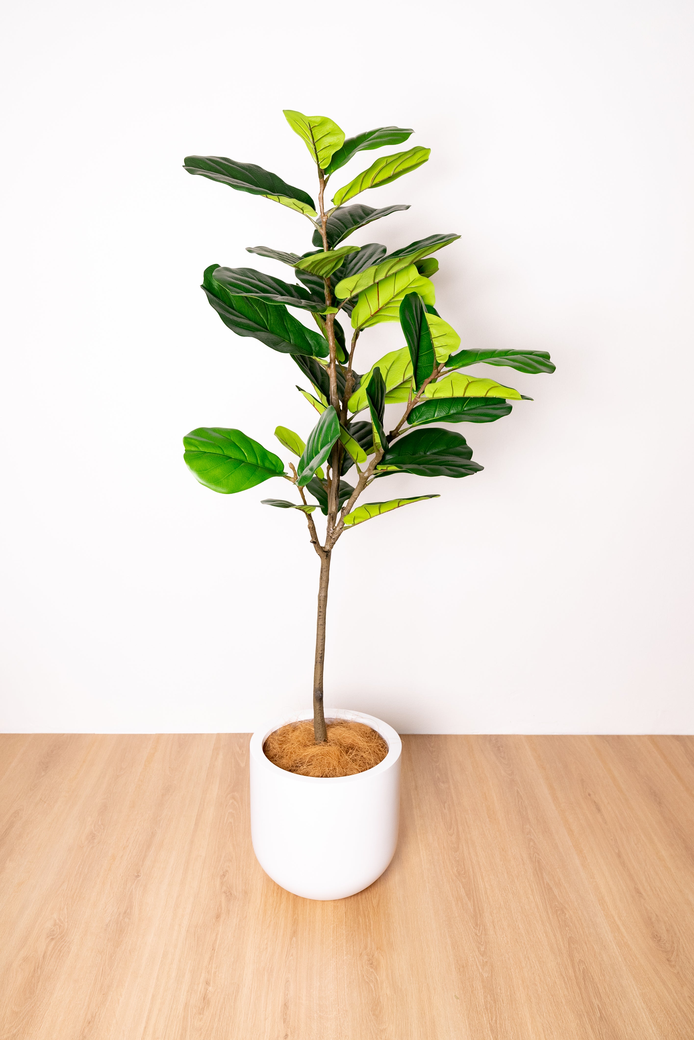 155cm Artificial Fiddle Leaf