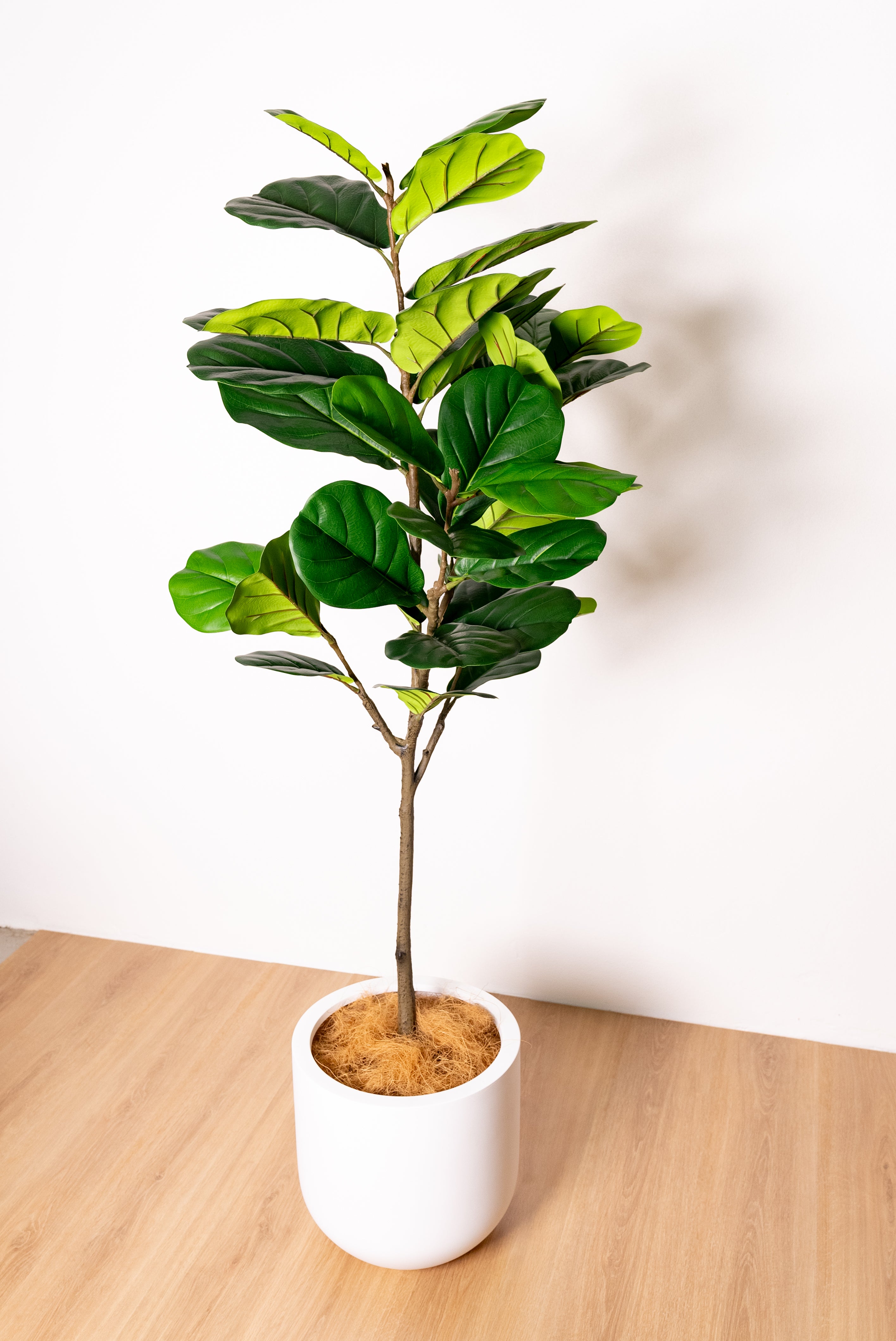 155cm Artificial Fiddle Leaf