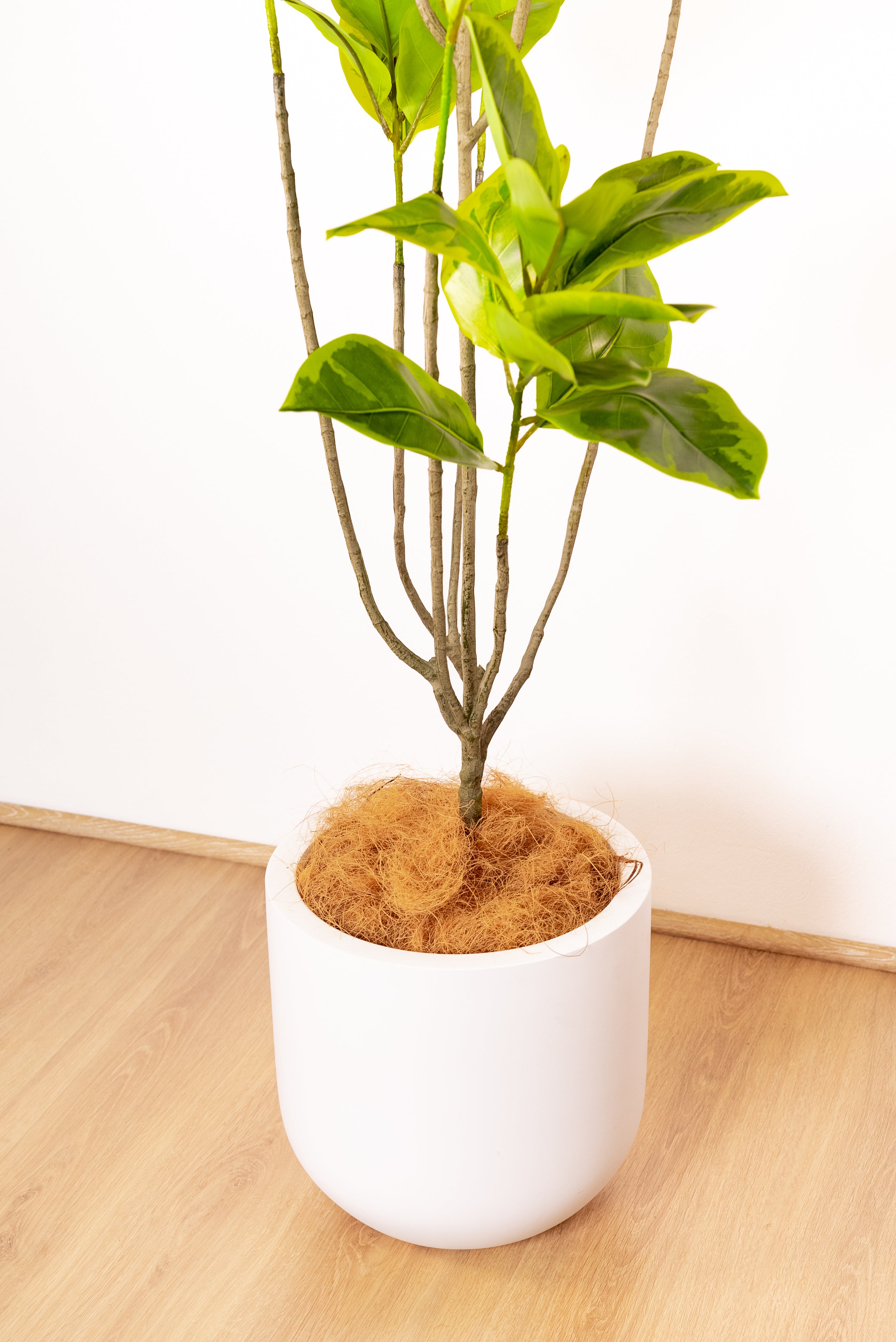 185cm Artificial Fiddle Leaf