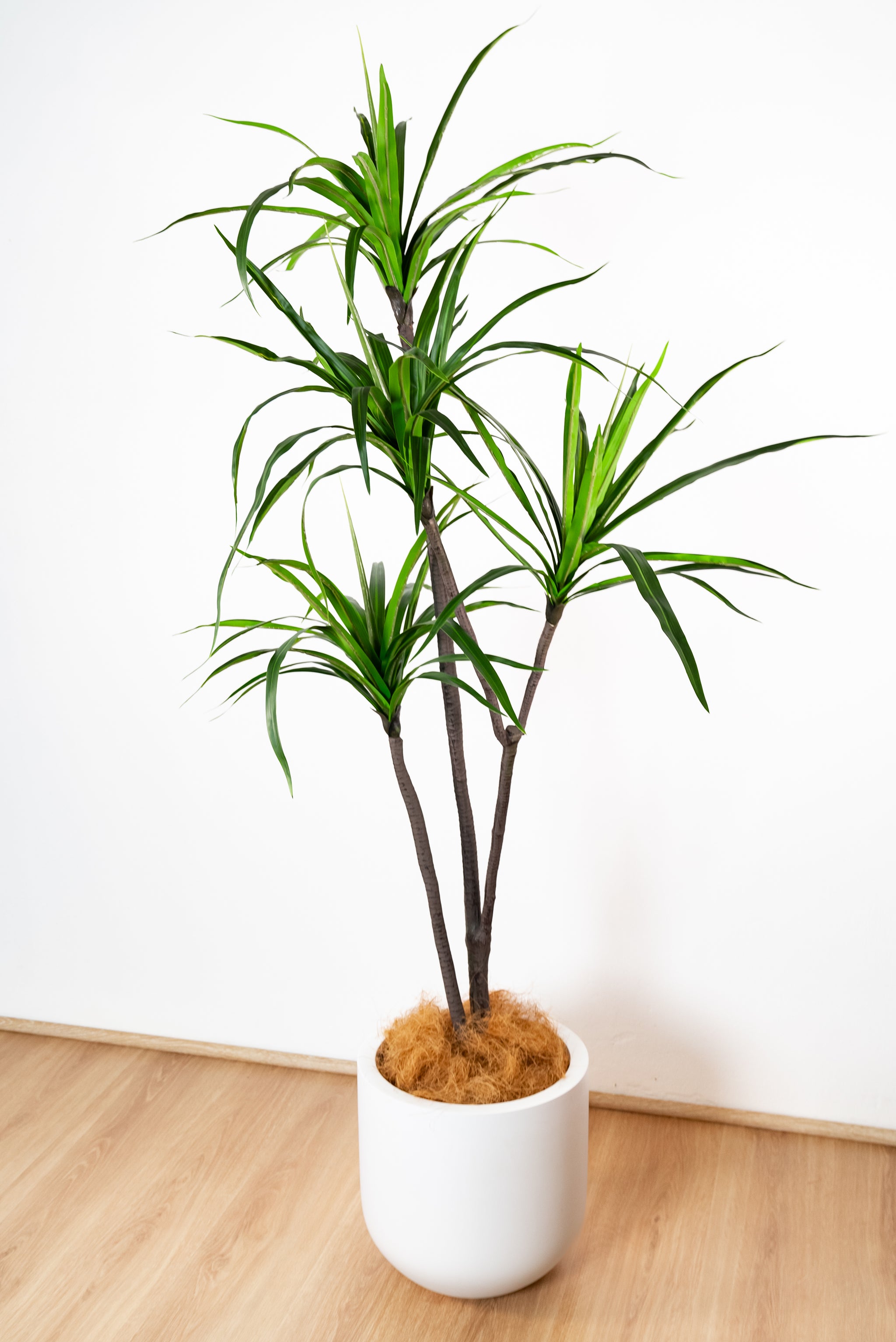 175cm Artificial Dracaena