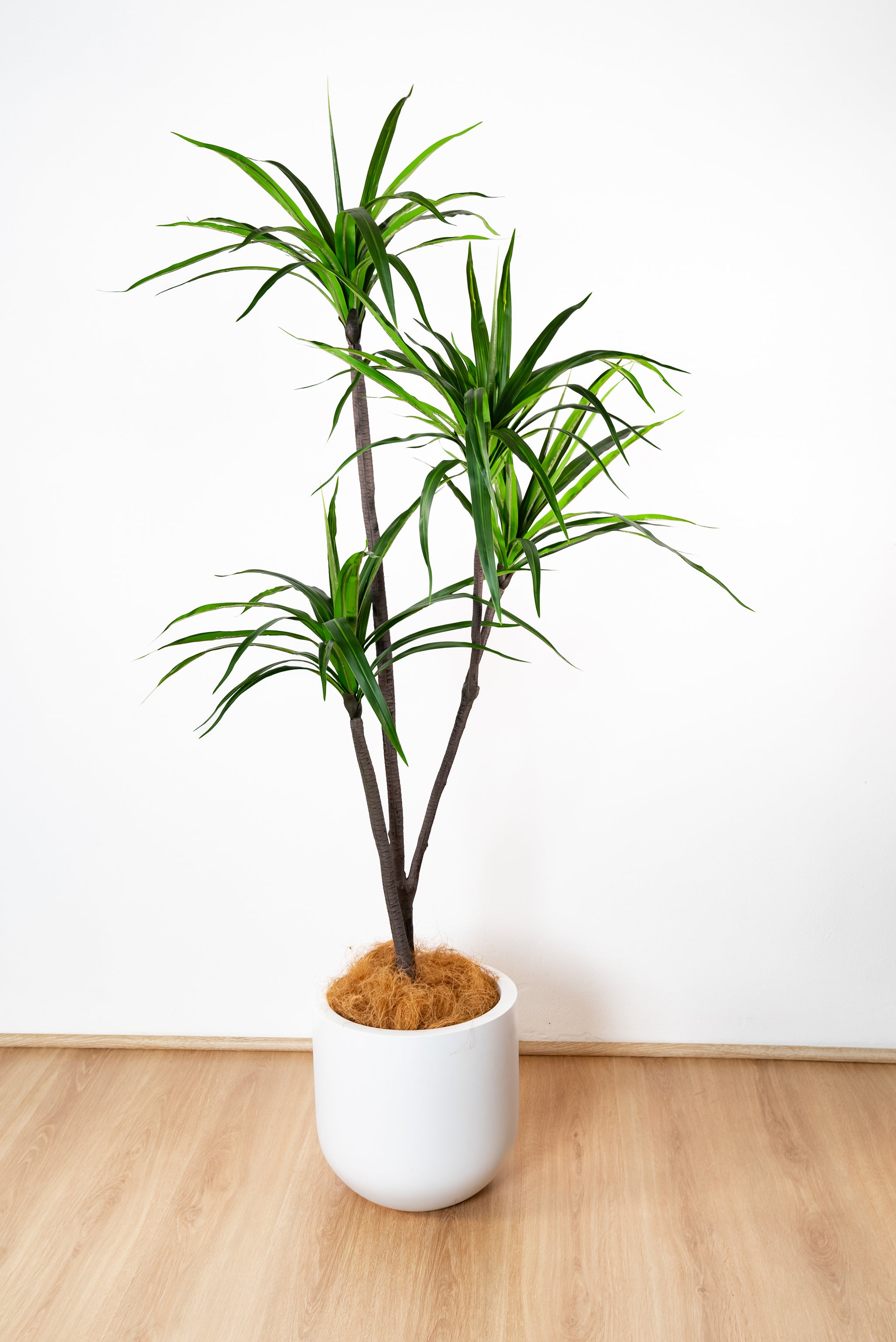 175cm Artificial Dracaena