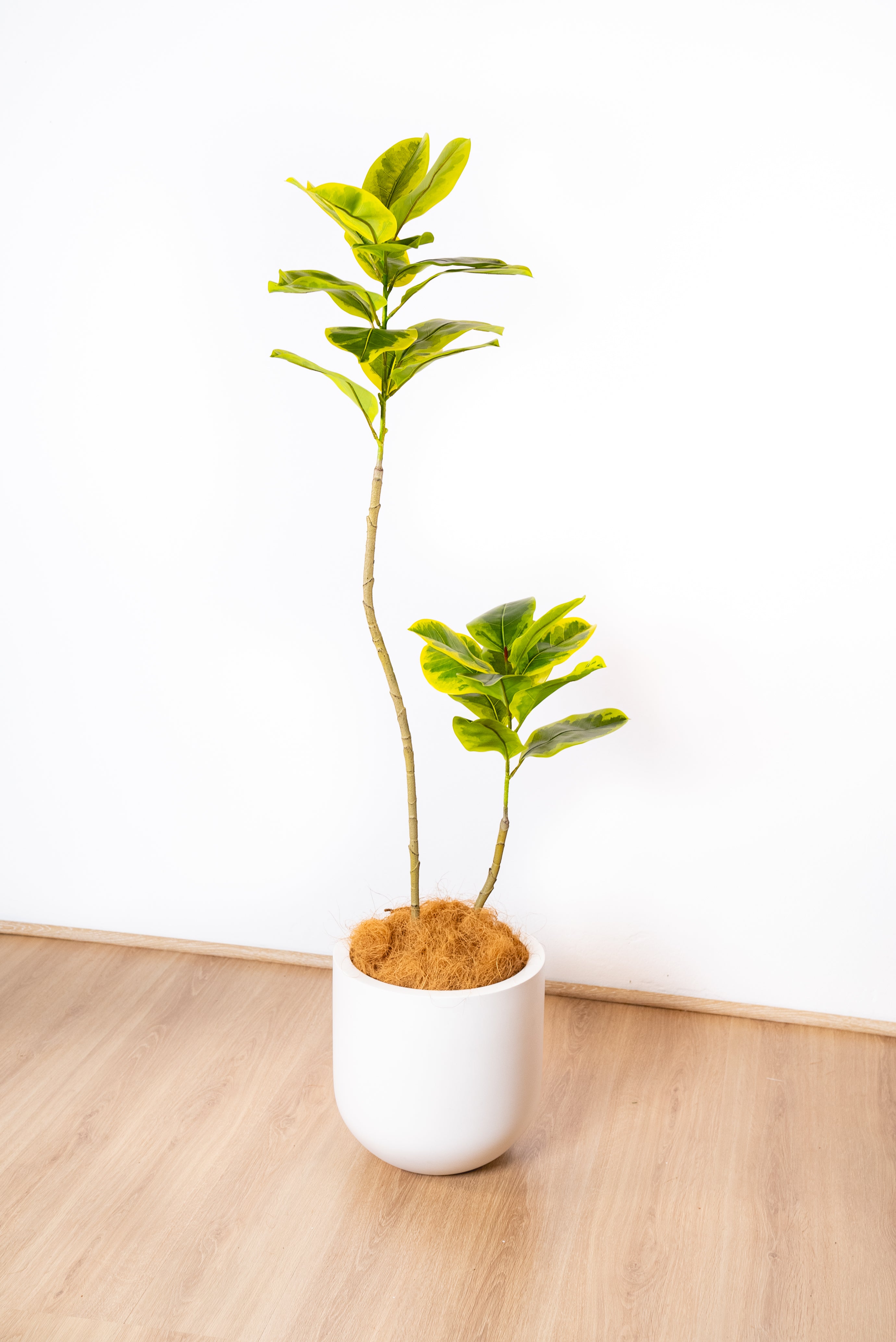 150cm Fiddle Leaf