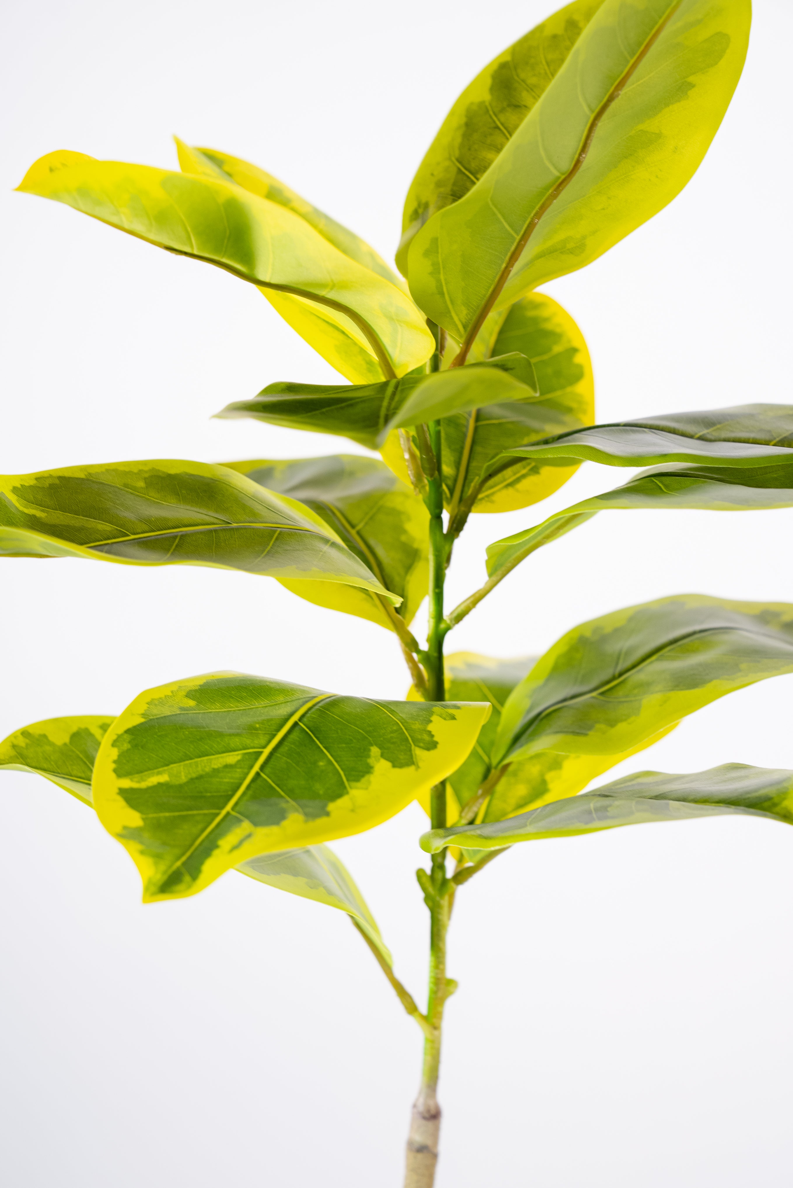 150cm Fiddle Leaf