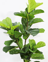 120cm Potted Artificial Fiddle Leaf