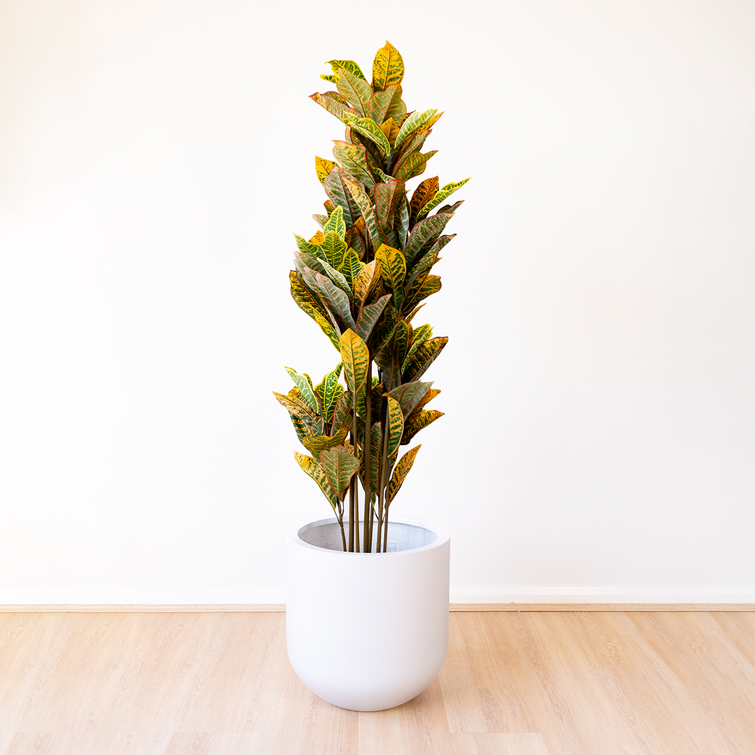 165cm Artificial Fiddle Leaf