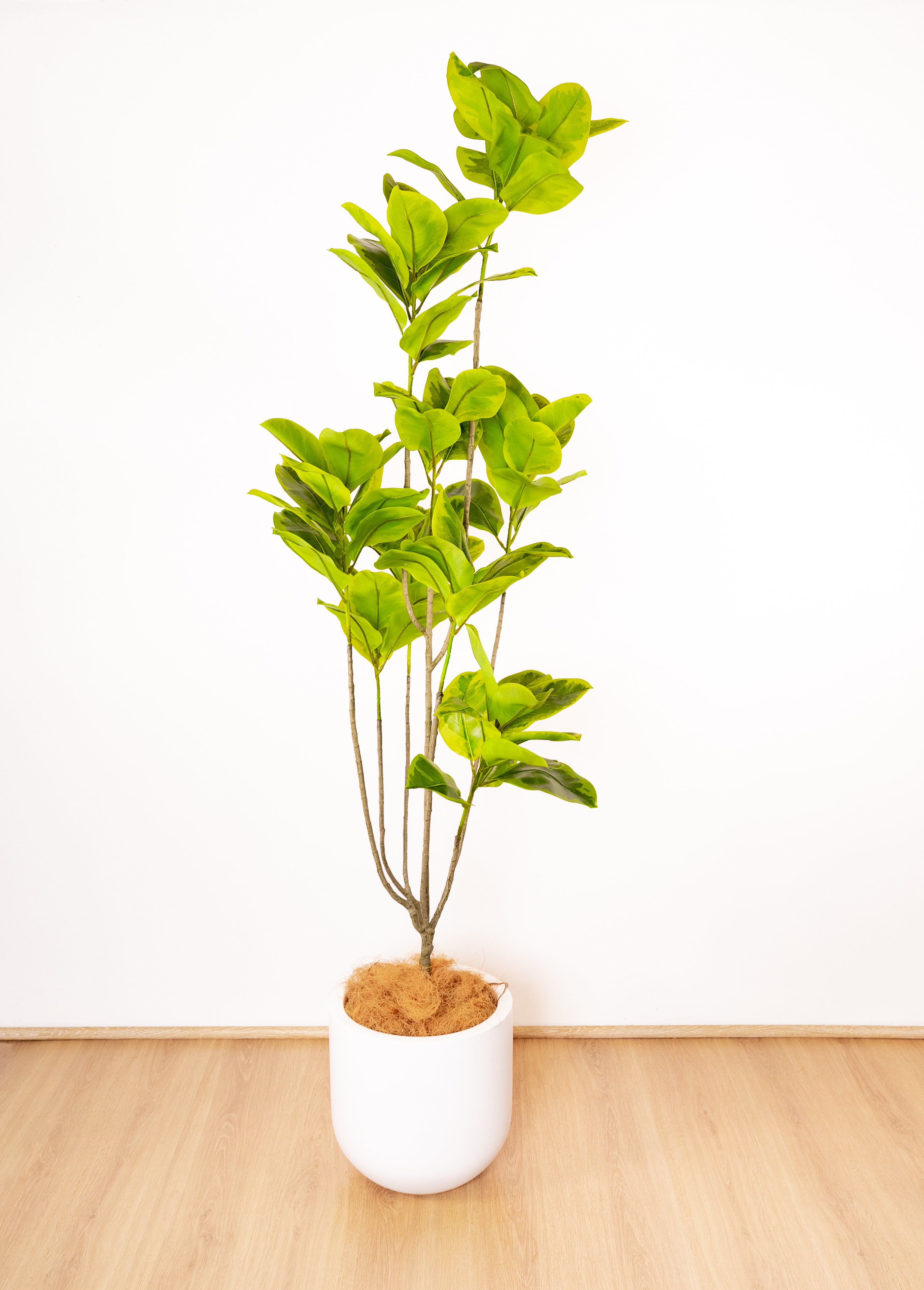 185cm Artificial Fiddle Leaf