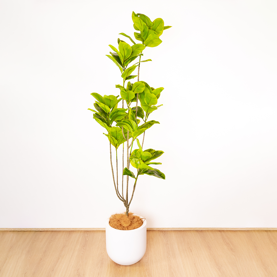 185cm Artificial Fiddle Leaf