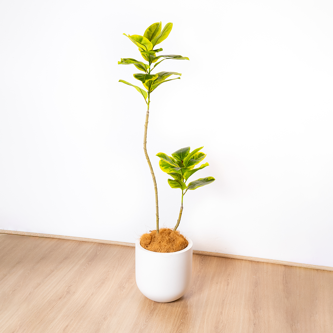 150cm Fiddle Leaf