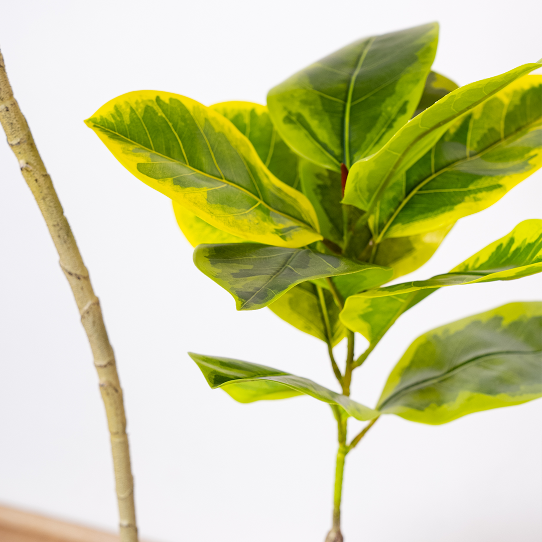 150cm Fiddle Leaf