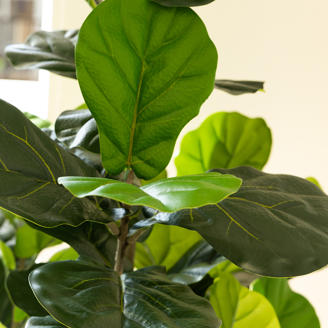 190cm Artificial Fiddle Leaf