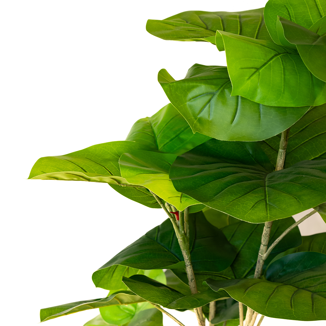 150cm Artificial Ficus