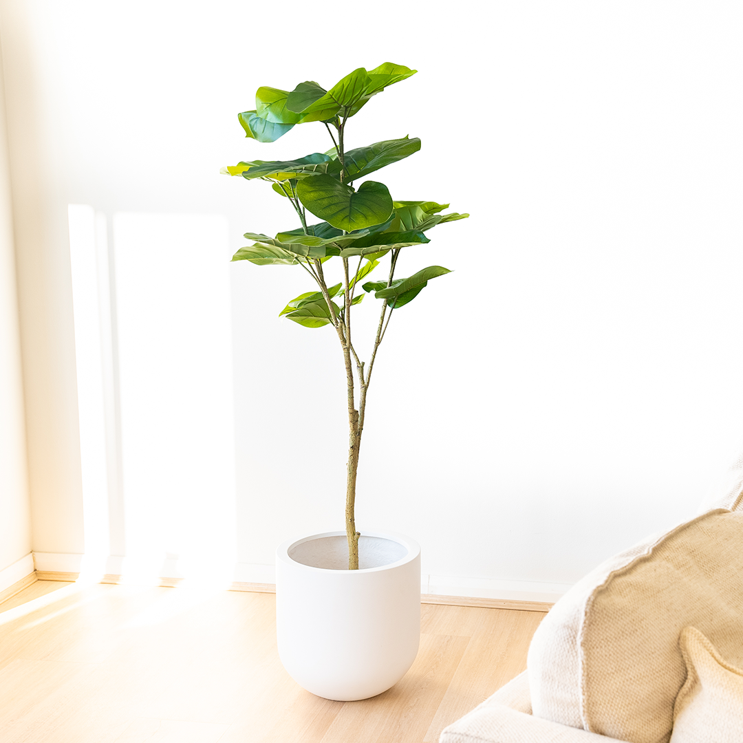 150cm Artificial Ficus