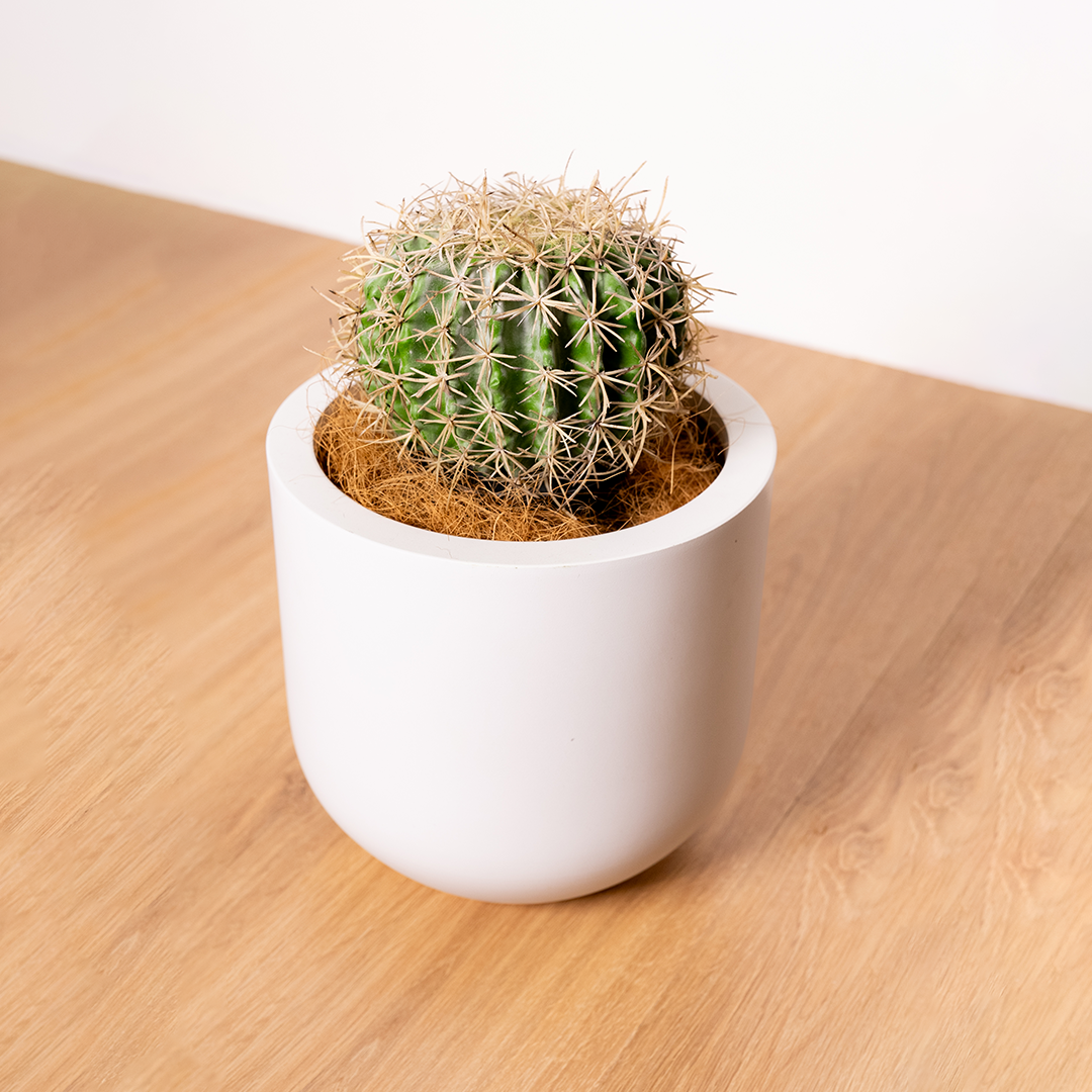 Small artificial cactus