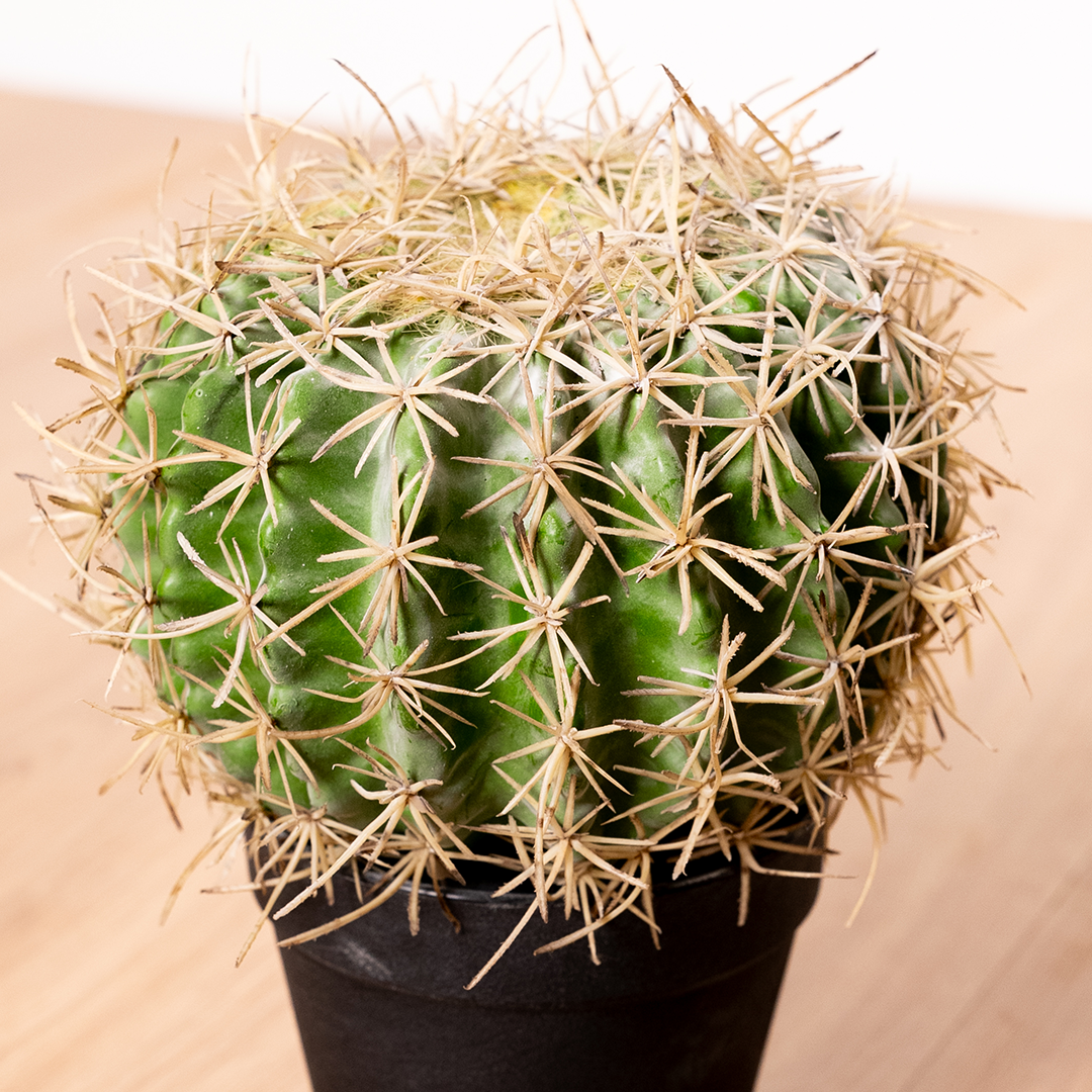 Small artificial cactus