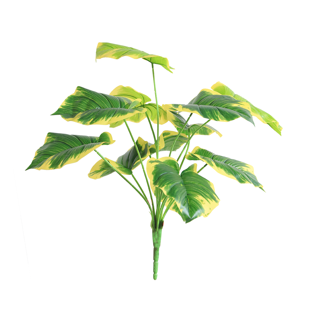 Golden Pothos